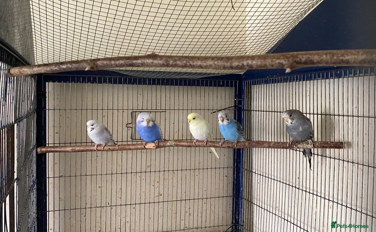 Budgerigars birds - Advert 1