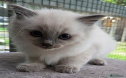 Ragdoll cats for sale: 1 Beautiful Female Ragdoll - Image 4