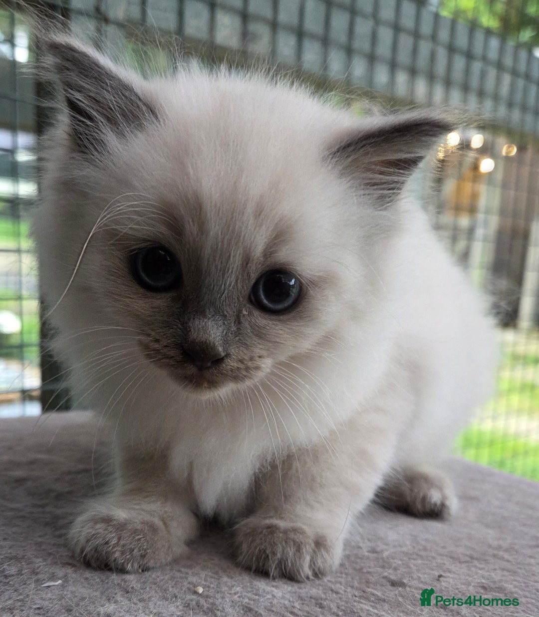 Ragdoll cats for sale: 1 Beautiful Female Ragdoll - Image 4