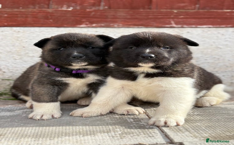 Akita dogs - Advert 4