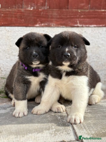 Akita dogs - Advert 8