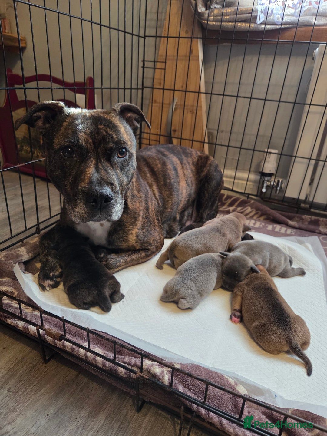 Staffordshire Bull Terrier dogs for sale: Red blue brindle Puppys Staffordshire bull terier  - Advert 2