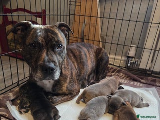 Staffordshire Bull Terrier dogs - Advert 4