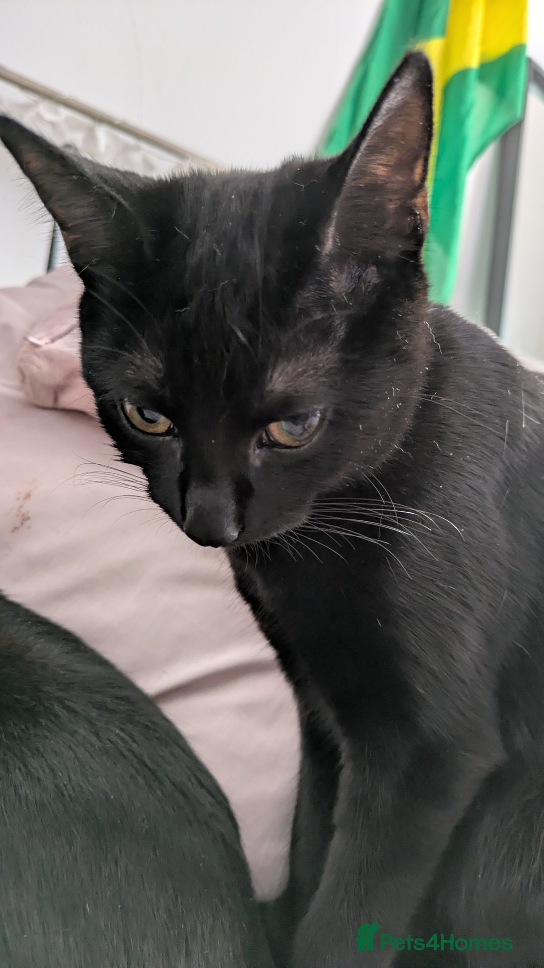 Bombay cats for sale: Mother and daughter black cats for a new home - Image 7