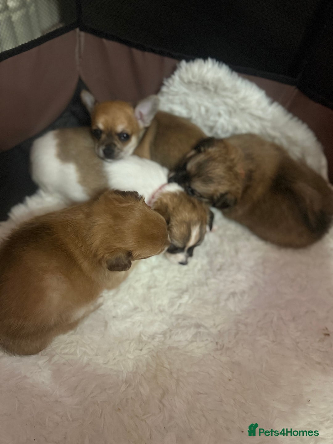 Chihuahua dogs for sale: Chiuahua Puppies - Advert 8