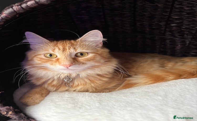 British Longhair cats - Advert 1