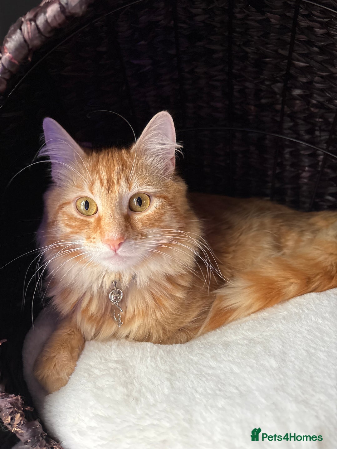 British Longhair cats for sale: Ginger Tom - Image 1