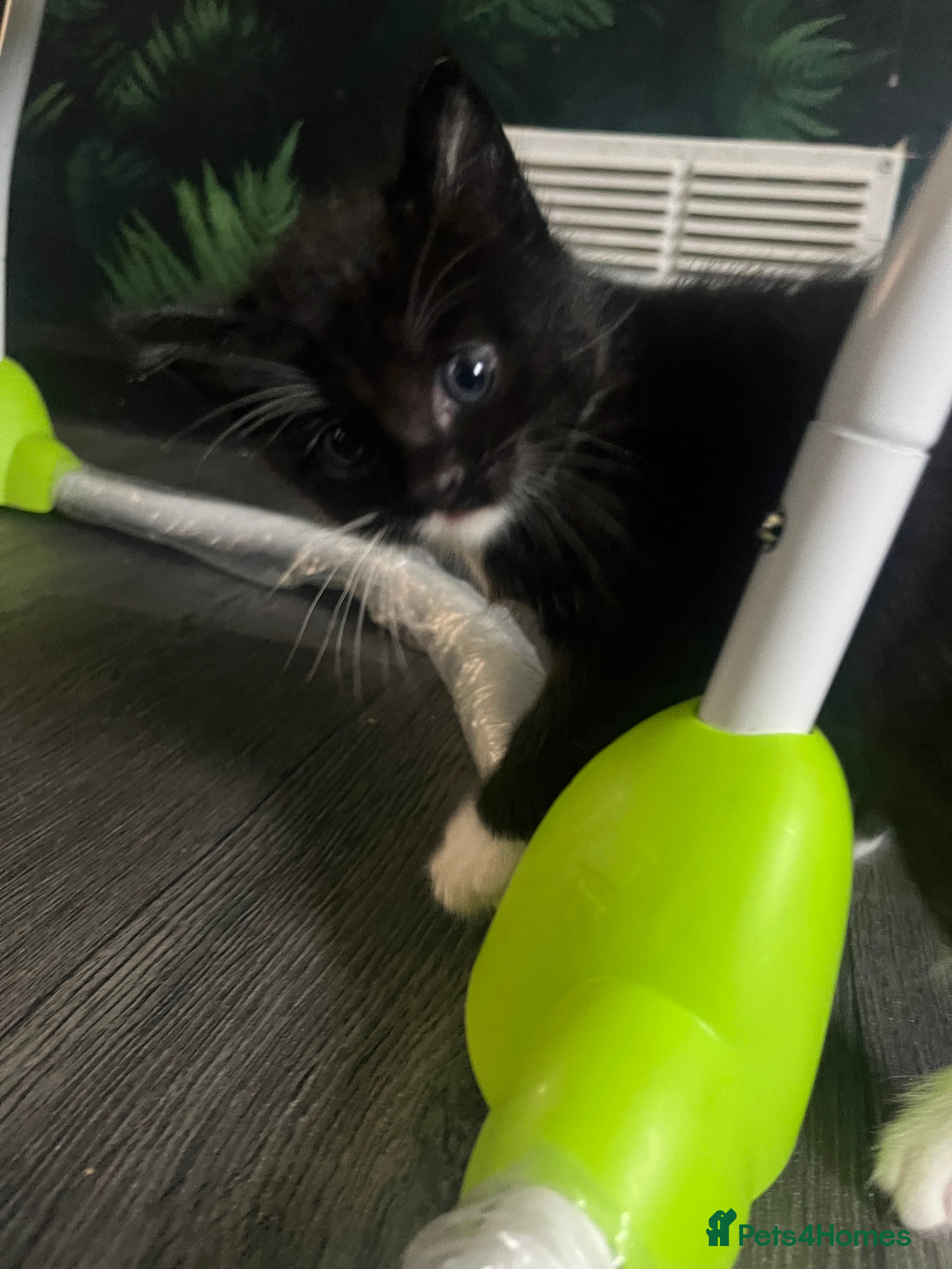 Mixed Breed cats for sale: ❤️Beautiful Tuxedo X British long hair kittens❤️  - Advert 7