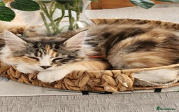 Maine Coon cats for sale: Maine coon Kittens Ready to go! 100% Pedigree   in Derby - Image 3