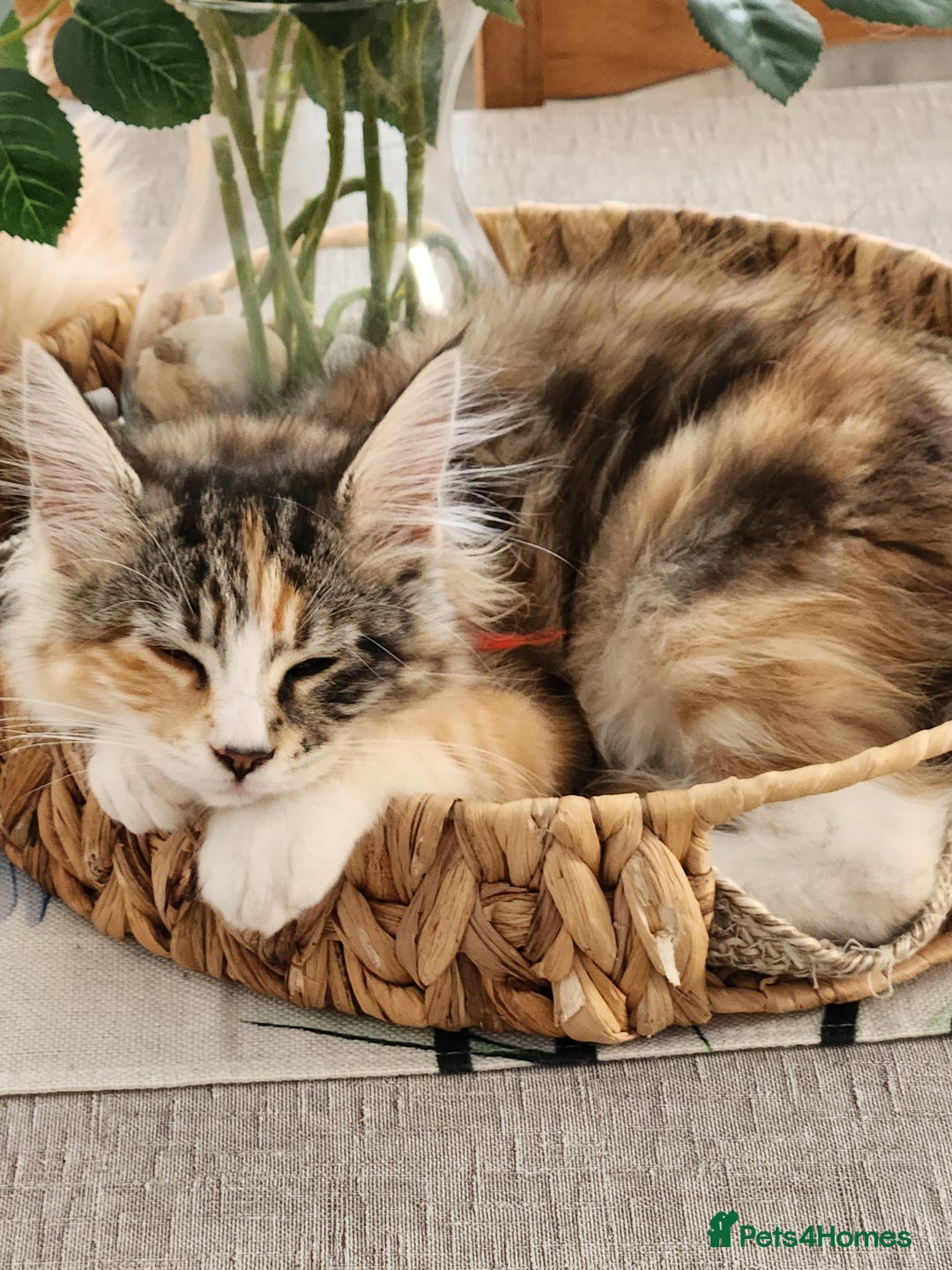Maine Coon cats for sale: Maine coon Kittens Ready to go! 100% Pedigree   in Derby - Image 3