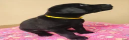 Labrador Retriever dogs for sale: Adorable Black & Yellow Labrador Companions in Paisley - Advert 4
