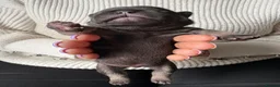 French Bulldog dogs for sale: Gorgeous French Bulldog Pups in Currie - Advert 19