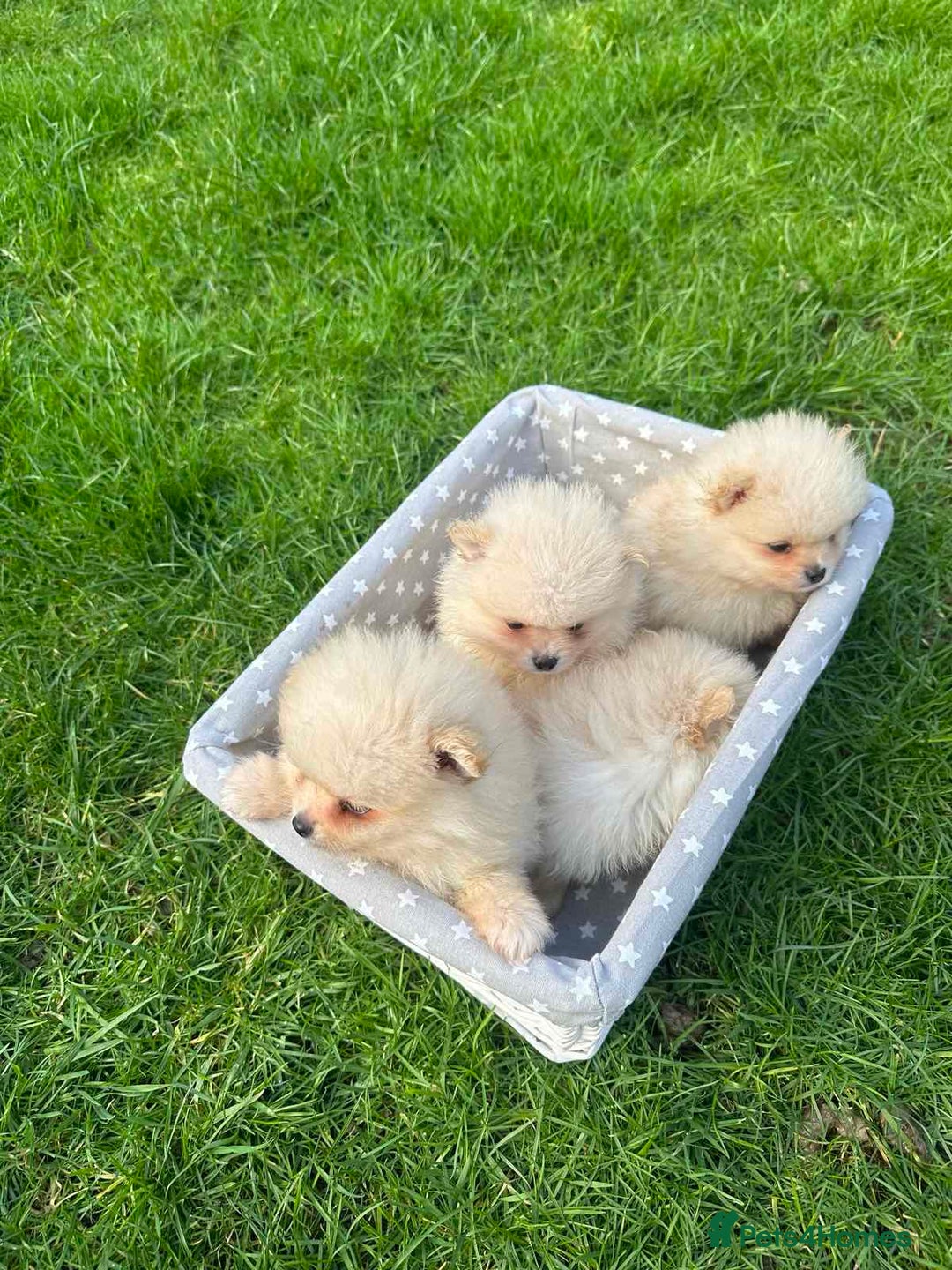 Pomeranian dogs for sale: Adorable Pomeranian Puppies for Sale!  - Image 2