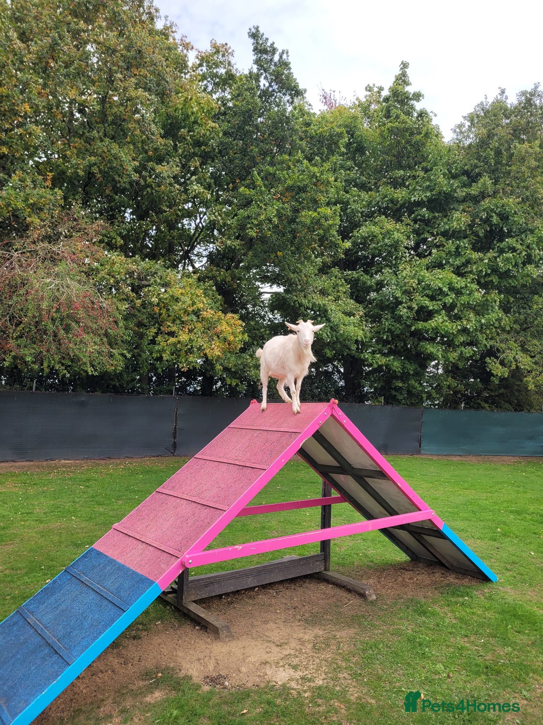 Goats livestock for sale: Pygmy Goats x 3  - Advert 2