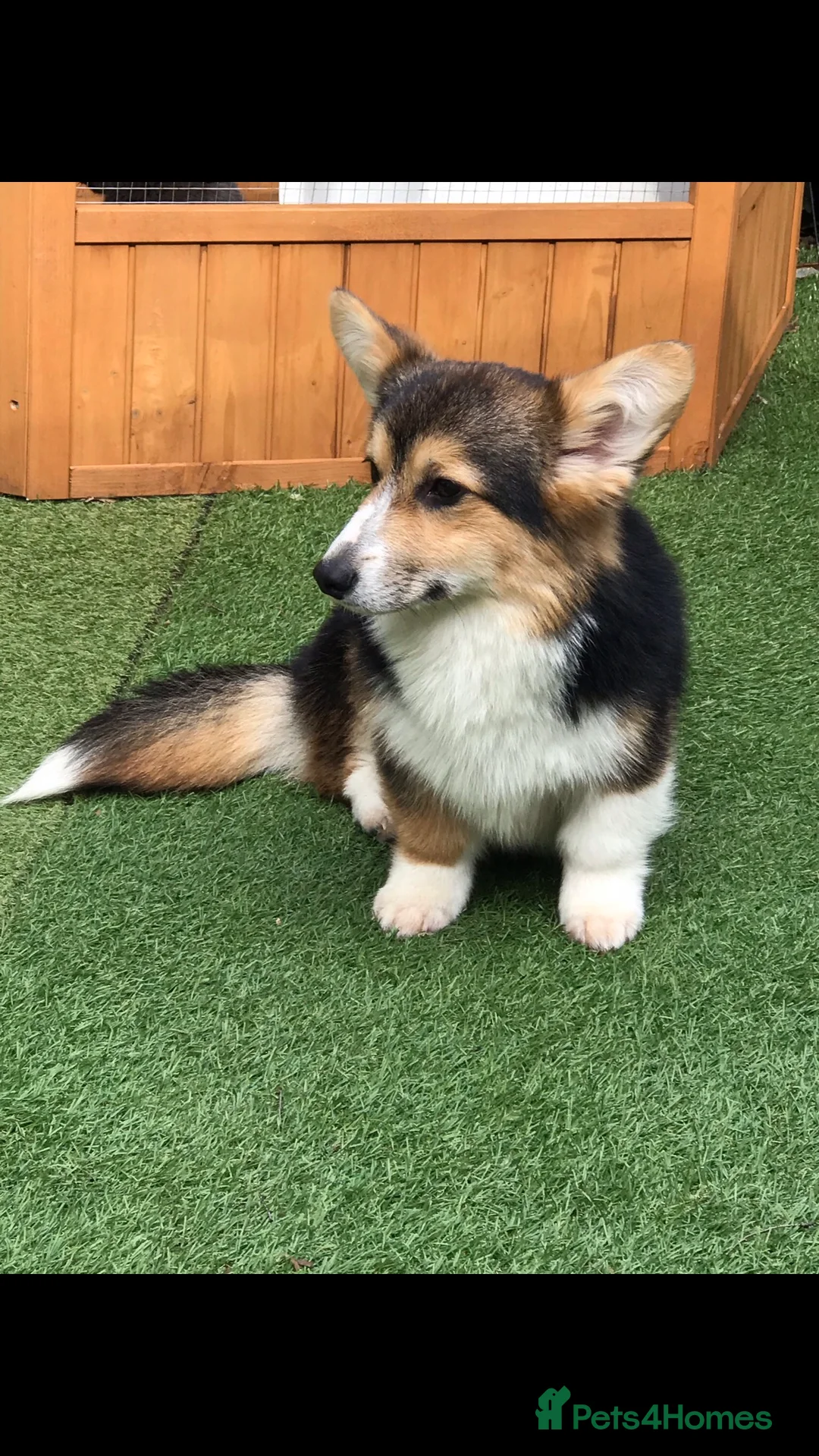 Welsh Corgi Pembroke dogs for stud: TOP QUALITY PROVEN !!! KC Pembroke Corgi for stud in Rugby - Advert 9
