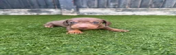Miniature Dachshund dogs for sale: LAST MINIATURE DACHSHUND BOY - Advert 9