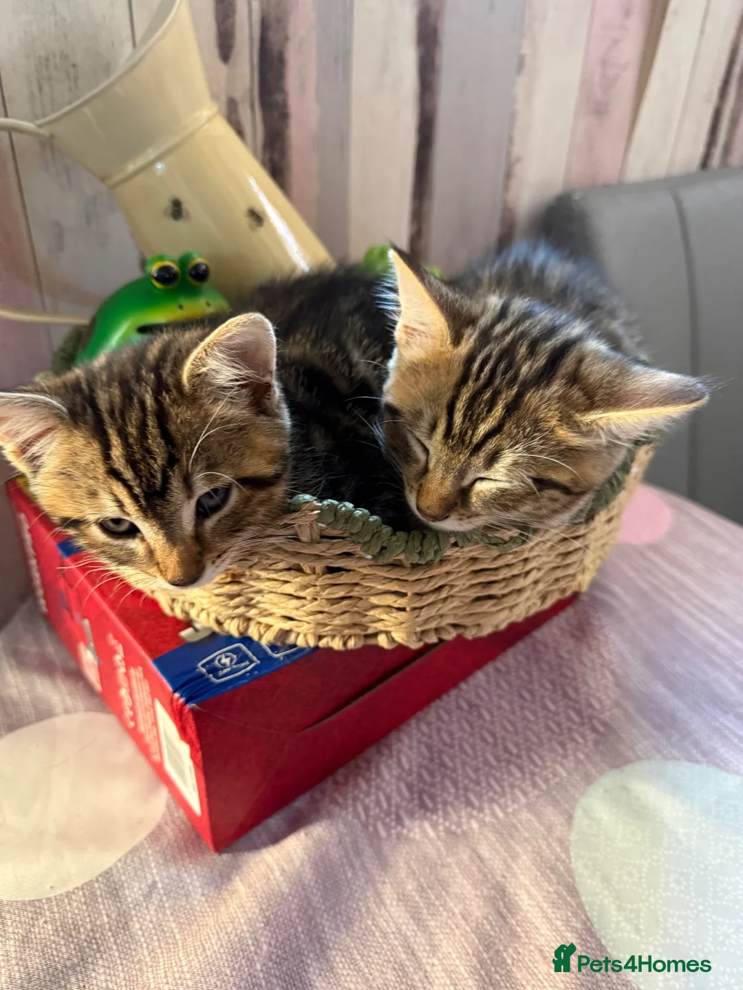 Mixed Breed cats for sale: Tabby kittens for sale in Bacup - Advert 11