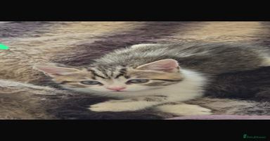 Bengal cats - Advert 1