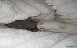 British Shorthair cats for sale: Beautiful Grey & White Kittens🐱💕 - Image 6