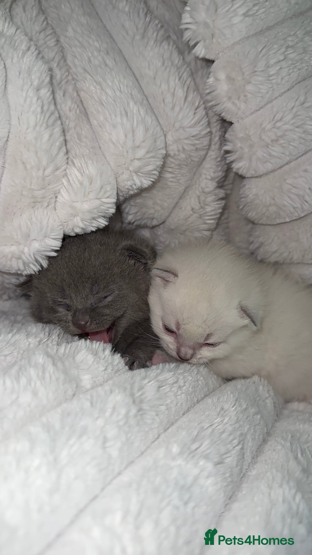 British Shorthair cats for sale: Beautiful Grey & White Kittens🐱💕 - Image 6