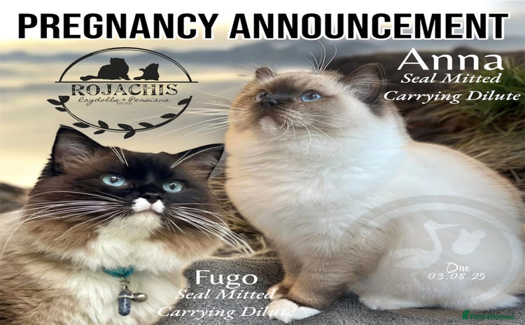 Ragdoll cats - Advert 1