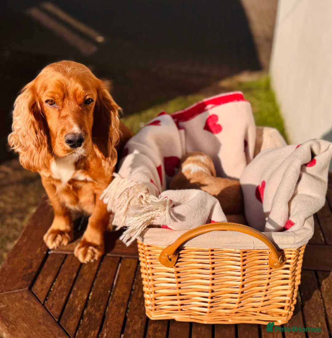 Cocker Spaniel dogs for sale: KC Working Cocker Spaniel Puppies in North Berwick - Advert 6