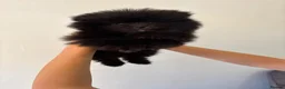 Pomeranian dogs for sale: Beautiful Pomeranian Puppies - Advert 6