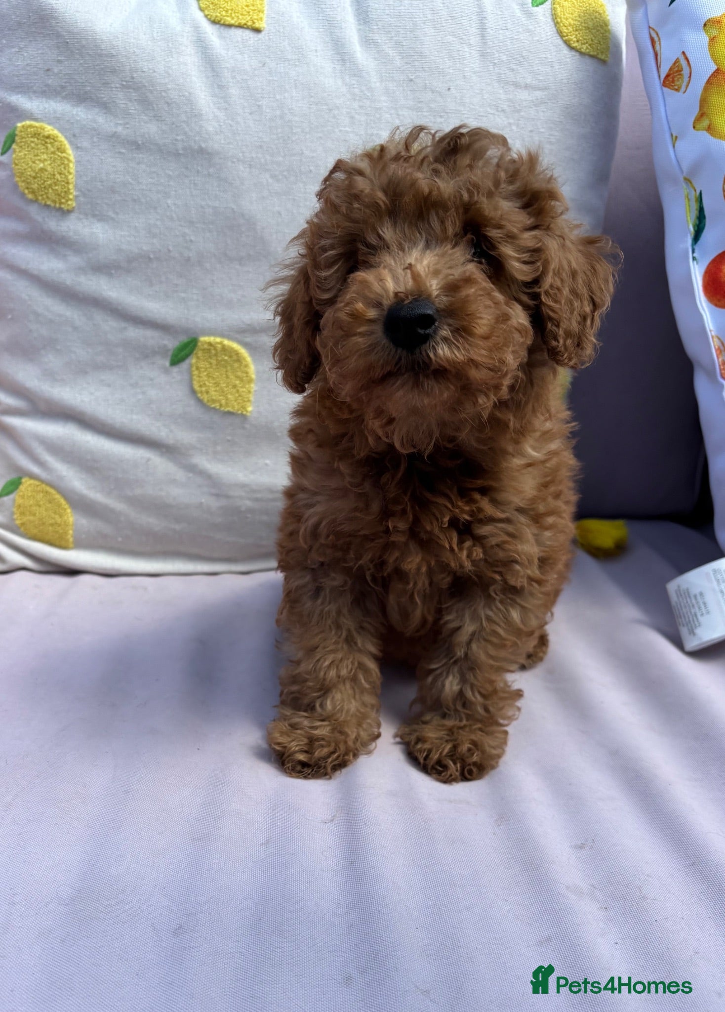 Maltipoo dogs Stunning Maltipoo Puppies  - Advert 1