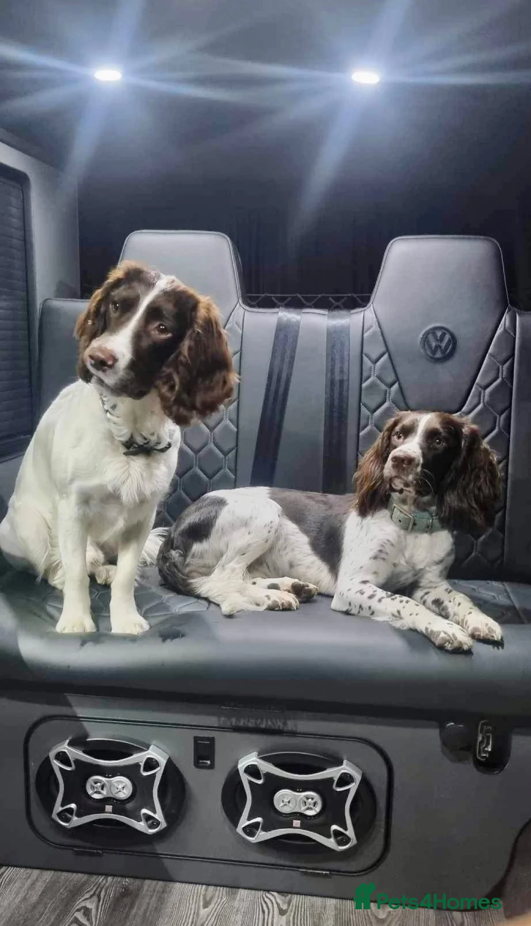 English Springer Spaniel dogs for sale: English springer spaniel boy - Advert 2