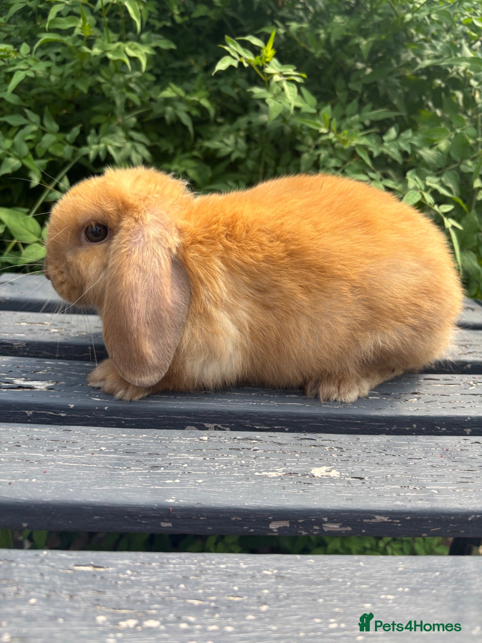 Mini Lop rabbits Mini lop / Mini lop cross orange / black bunnies - Advert 1