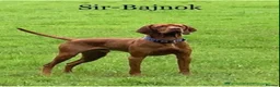 Hungarian Vizsla dogs for sale: KC Registered Vizsla Boy-Family Pet-J-2026-Litter - Advert 12