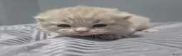 British Shorthair cats for sale: ☆☆ prestige chunky & fluffy, britsh shorthairs! ☆☆ - Advert 25