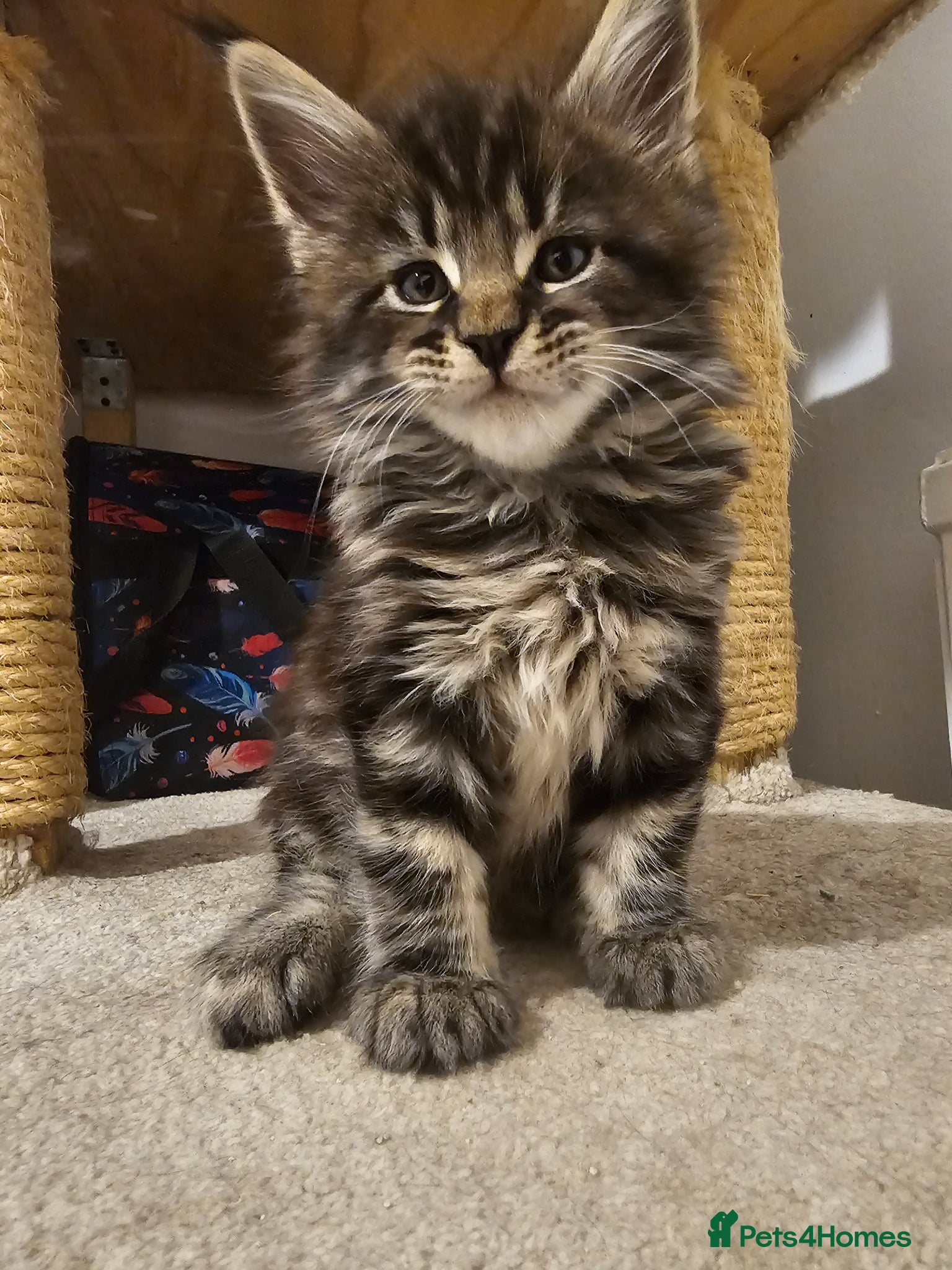 Maine Coon cats for sale: Maine Coon boy - Advert 7