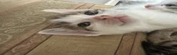 Mixed Breed cats for sale: Cute kittens - Advert 23