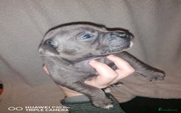 Staffordshire Bull Terrier dogs for sale: Stunning blue Staffordshire bull terrier puppies  - Advert 9