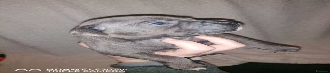 Staffordshire Bull Terrier Puppy 5