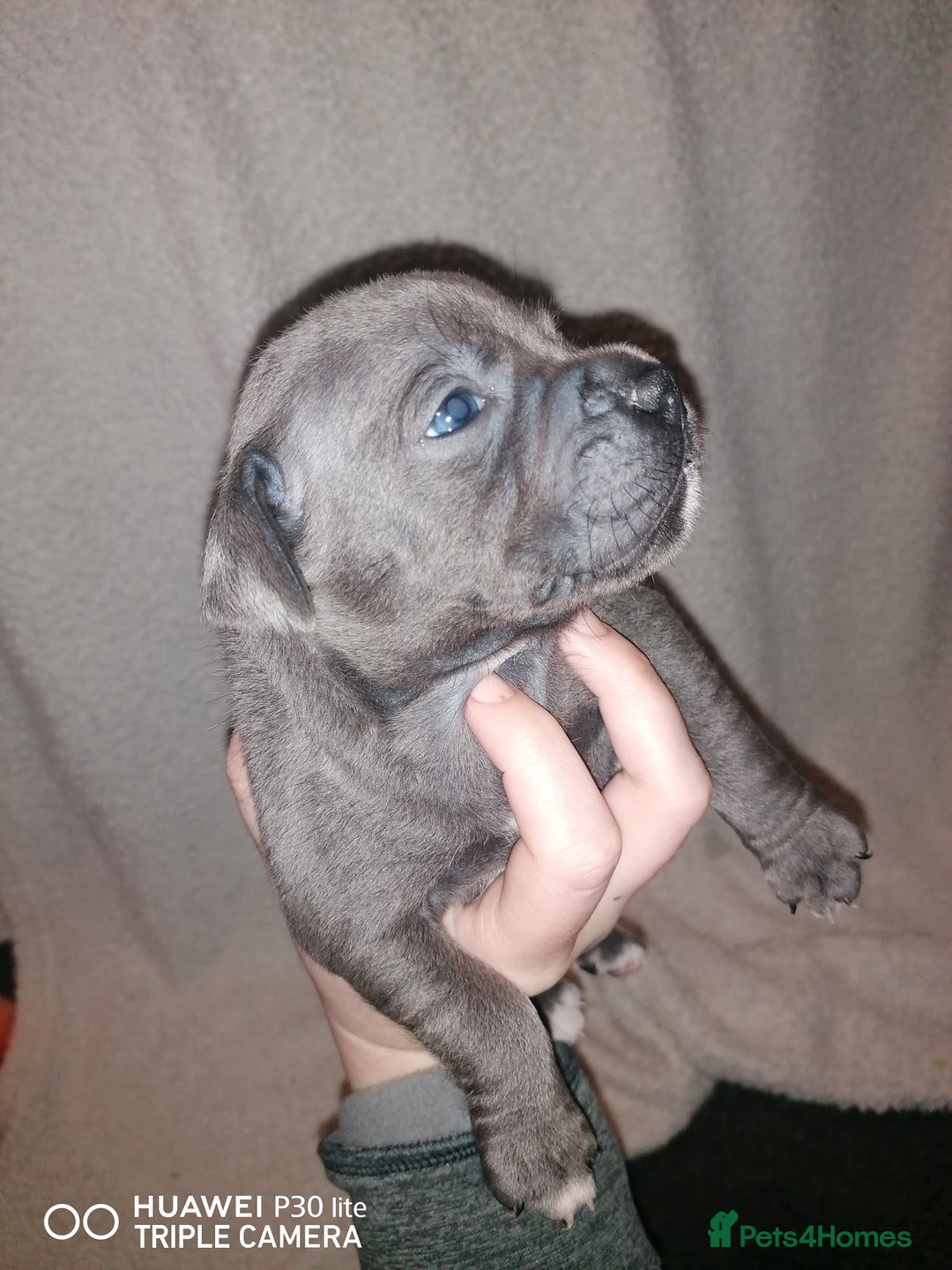 Staffordshire Bull Terrier dogs for sale: Stunning blue Staffordshire bull terrier puppies  - Advert 9