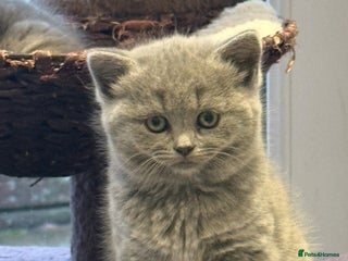 Scottish Fold cats LAST Scottish straight girl left - Advert 1