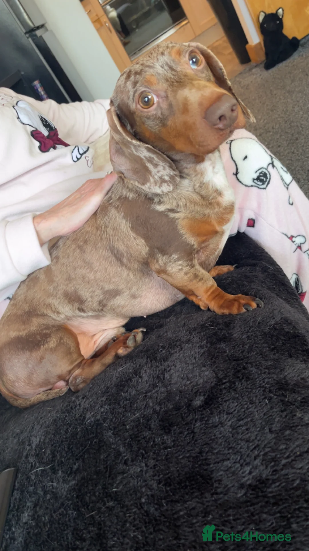Dachshund dogs for sale: Male dachshund  - Advert 1