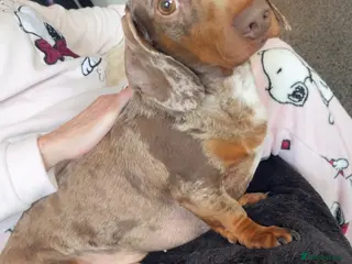 Dachshund dogs Male dachshund - Advert 2