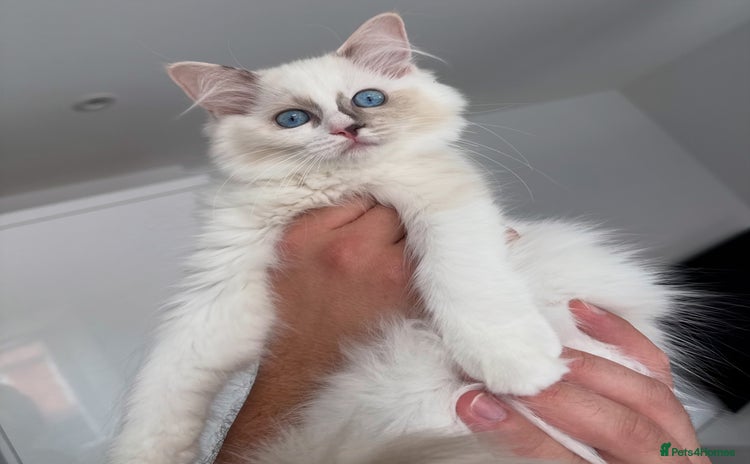 Ragdoll cats - Advert 10