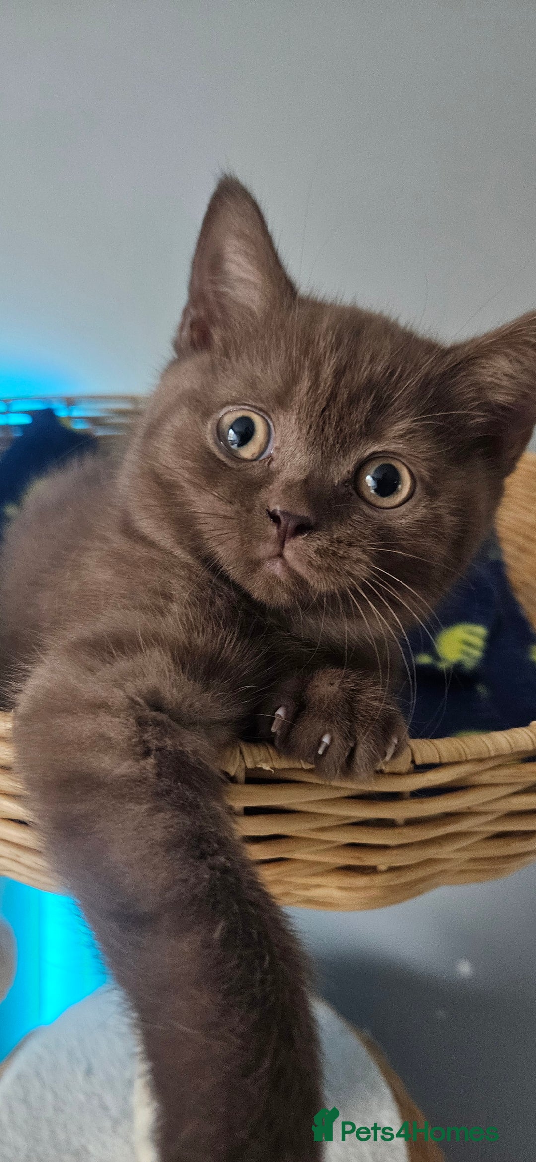 British Shorthair cats for sale: 🐾 British Shorthair Kittens Looking for Homes 🏡 - Advert 12