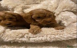 Cockapoo dogs for sale: F1 Cockapoo red puppies - Image 9