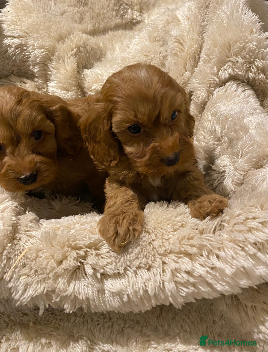 Cockapoo dogs for sale: F1 Cockapoo red puppies - Image 9