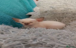 Oriental cats for sale: Full Pedigree Oriental 6 Kittens XL size ears GCCF - Image 9