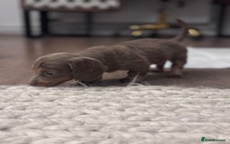 Miniature Dachshund dogs for sale: Gorgeous Miniature Daschunds  - Image 23