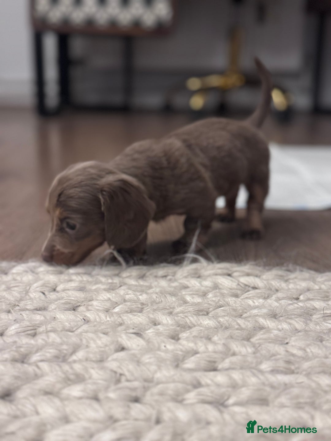 Miniature Dachshund dogs for sale: Gorgeous Miniature Daschunds  - Image 23