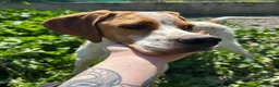 Pointer dogs for adoption: Remi (English Pointer) in Bedford - Advert 9