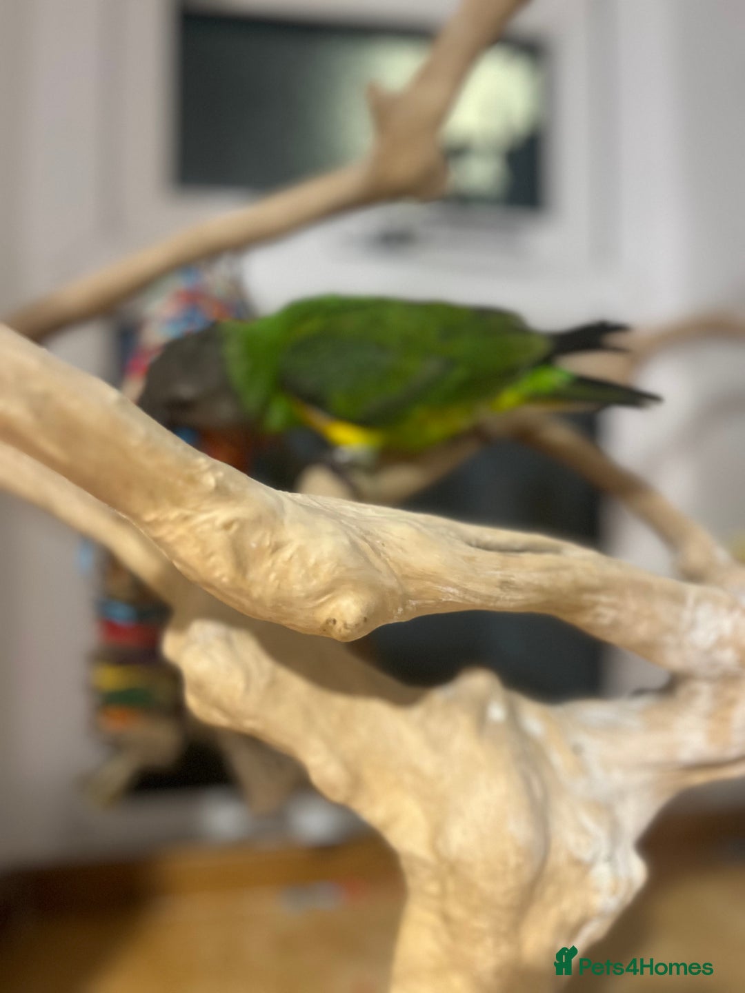 Budgerigars birds for sale: Baby Senegal for sale tame - Image 4