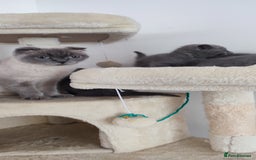 Scottish Fold cats for sale: 1 BSH Boy AVAILABLE. in Sheffield - Image 4
